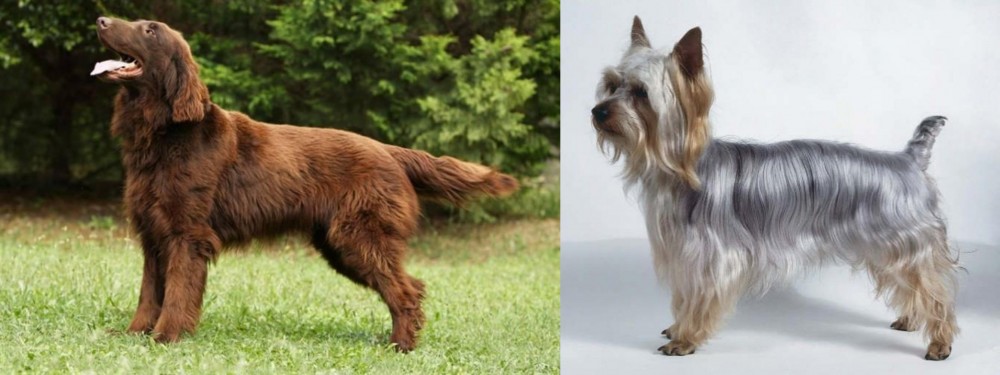 Silky Terrier vs Flat-Coated Retriever - Breed Comparison