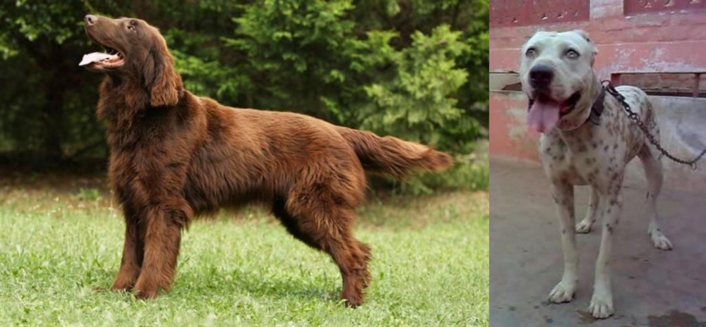 Sindh Mastiff vs Flat-Coated Retriever - Breed Comparison