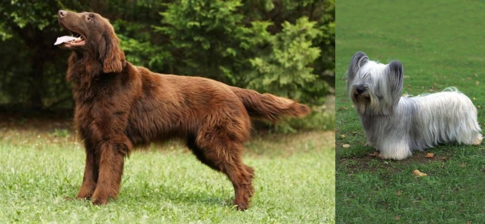 Skye Terrier vs Flat-Coated Retriever - Breed Comparison