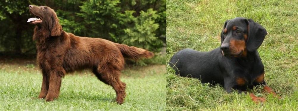 Slovakian Hound vs Flat-Coated Retriever - Breed Comparison