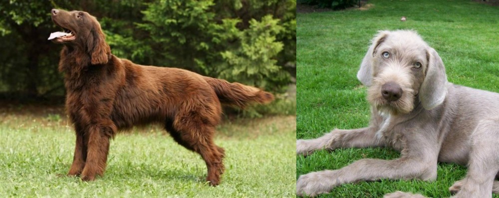 Slovakian Rough Haired Pointer vs Flat-Coated Retriever - Breed Comparison