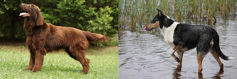 Smooth Collie vs Flat-Coated Retriever - Breed Comparison
