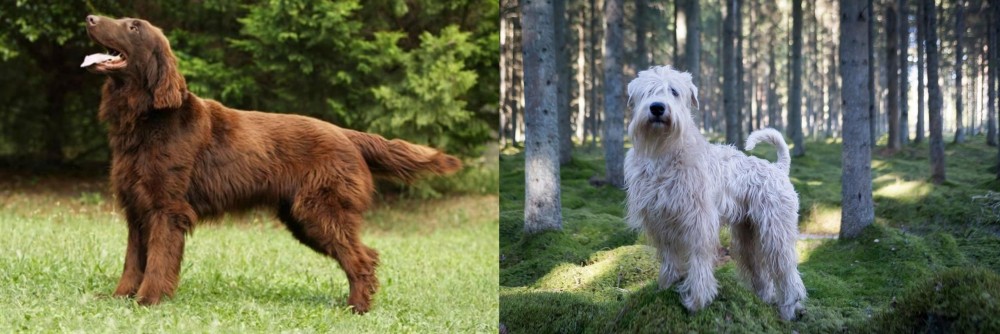 Soft-Coated Wheaten Terrier vs Flat-Coated Retriever - Breed Comparison