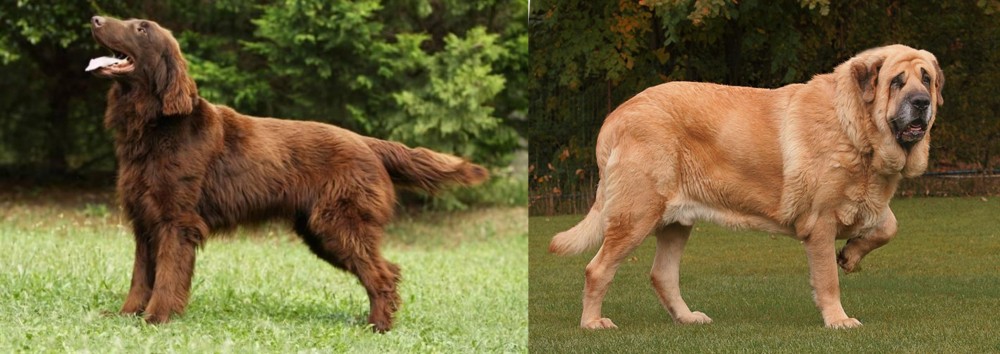 Spanish Mastiff vs Flat-Coated Retriever - Breed Comparison