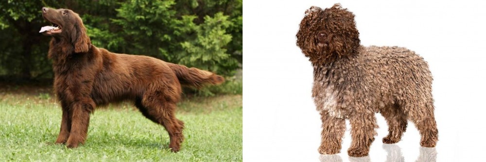 Spanish Water Dog vs Flat-Coated Retriever - Breed Comparison