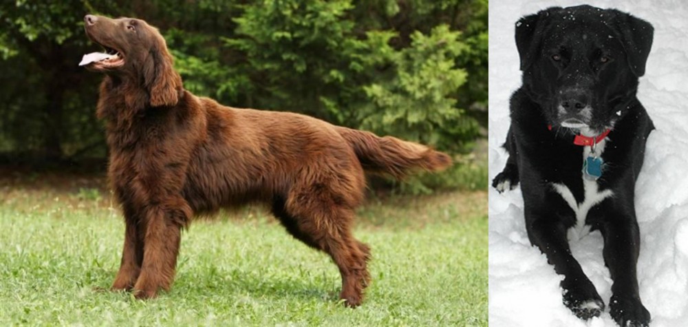 St. John's Water Dog vs Flat-Coated Retriever - Breed Comparison