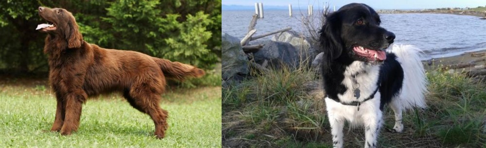 Stabyhoun vs Flat-Coated Retriever - Breed Comparison