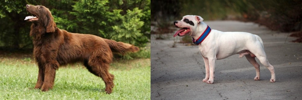 Staffordshire Bull Terrier vs Flat-Coated Retriever - Breed Comparison