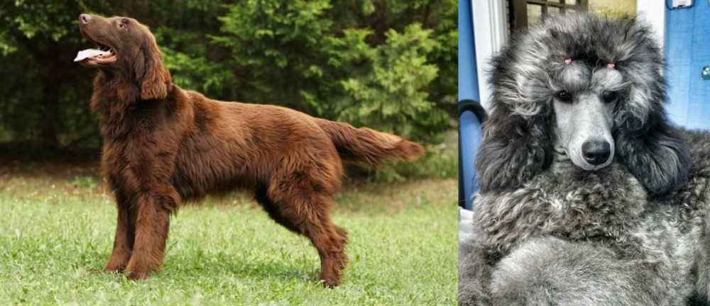 Standard Poodle vs Flat-Coated Retriever - Breed Comparison