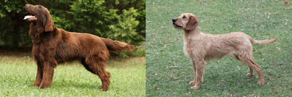 Styrian Coarse Haired Hound vs Flat-Coated Retriever - Breed Comparison