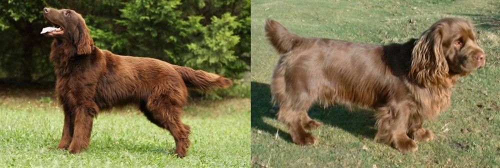 Sussex Spaniel vs Flat-Coated Retriever - Breed Comparison