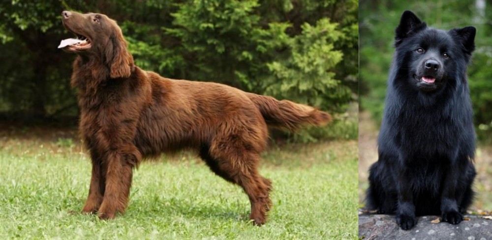 Swedish Lapphund vs Flat-Coated Retriever - Breed Comparison