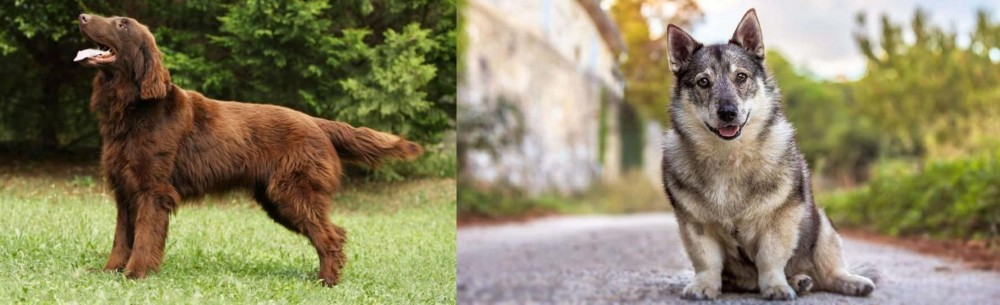 Swedish Vallhund vs Flat-Coated Retriever - Breed Comparison