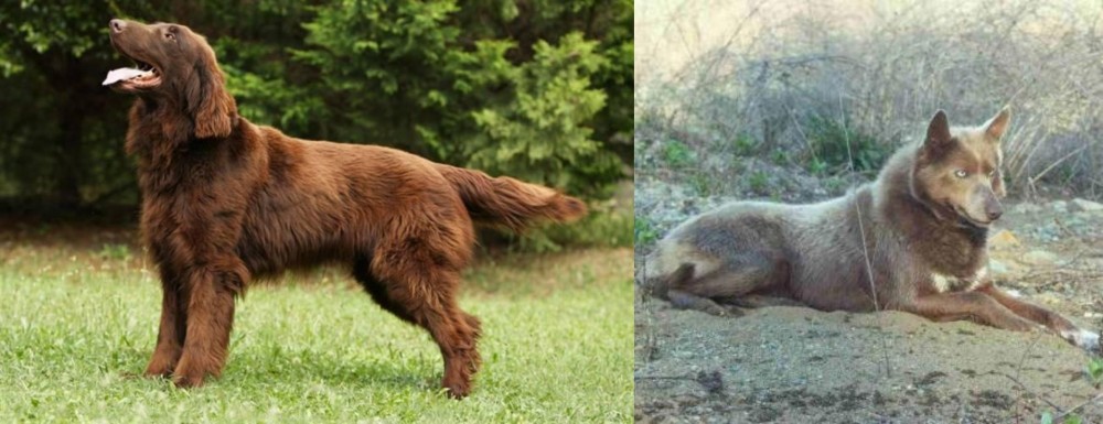 Tahltan Bear Dog vs Flat-Coated Retriever - Breed Comparison