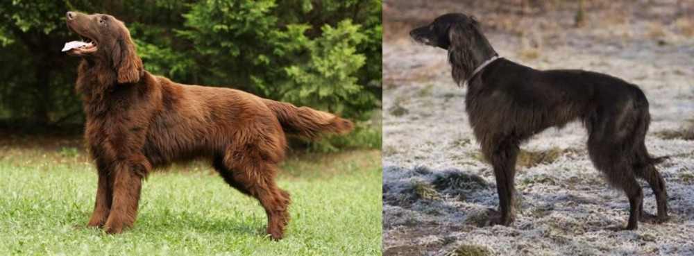 Taigan vs Flat-Coated Retriever - Breed Comparison