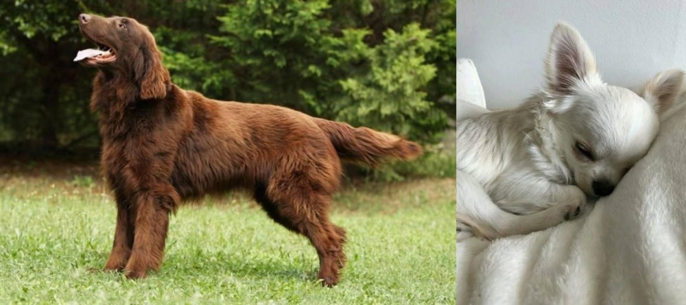 Tea Cup Chihuahua vs Flat-Coated Retriever - Breed Comparison