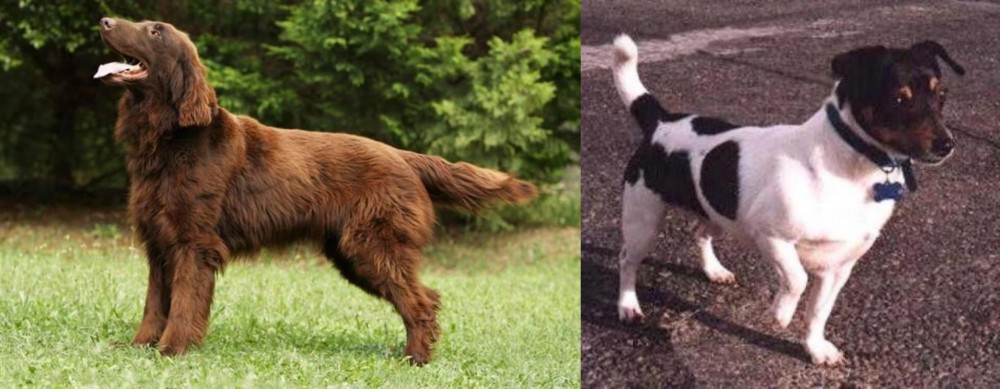 Teddy Roosevelt Terrier vs Flat-Coated Retriever - Breed Comparison