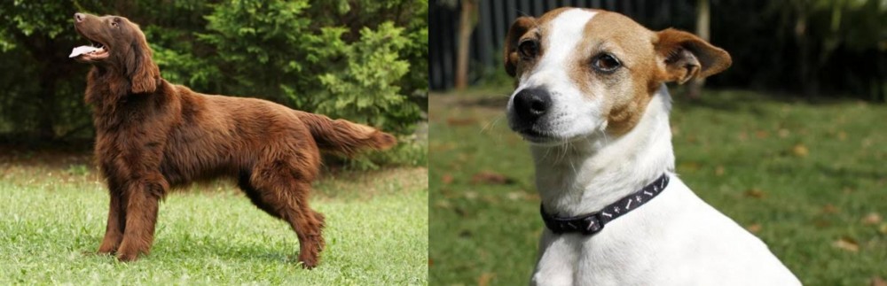 Tenterfield Terrier vs Flat-Coated Retriever - Breed Comparison