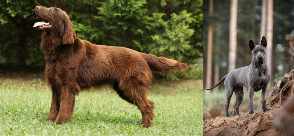 Thai Ridgeback vs Flat-Coated Retriever - Breed Comparison