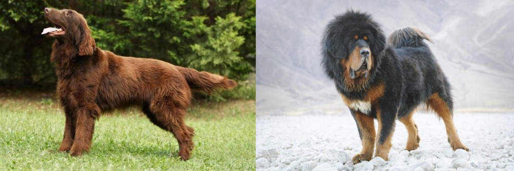 Tibetan Mastiff vs Flat-Coated Retriever - Breed Comparison