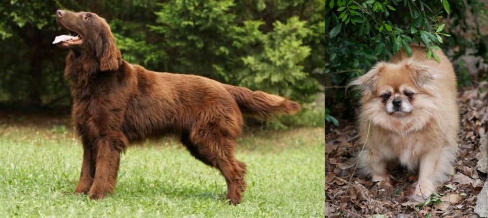 Tibetan Spaniel vs Flat-Coated Retriever - Breed Comparison