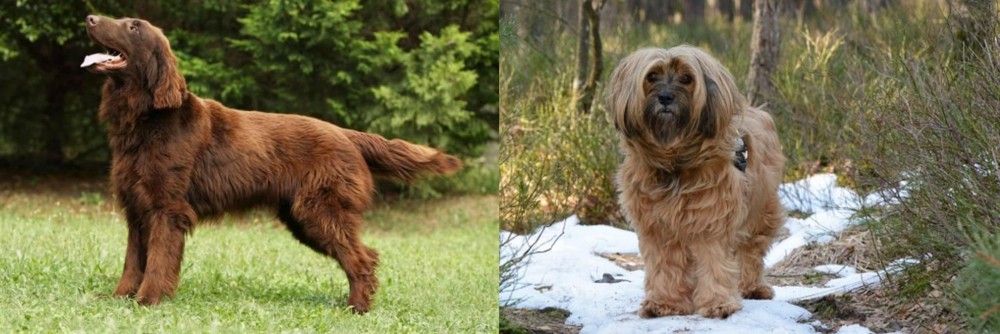 Tibetan Terrier vs Flat-Coated Retriever - Breed Comparison