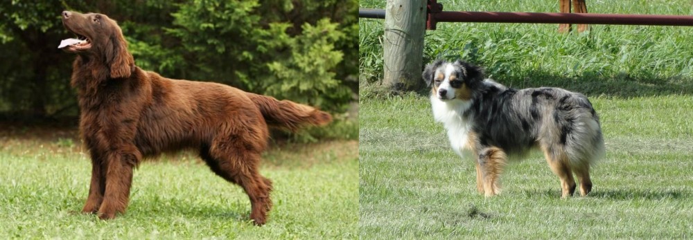 Toy Australian Shepherd vs Flat-Coated Retriever - Breed Comparison