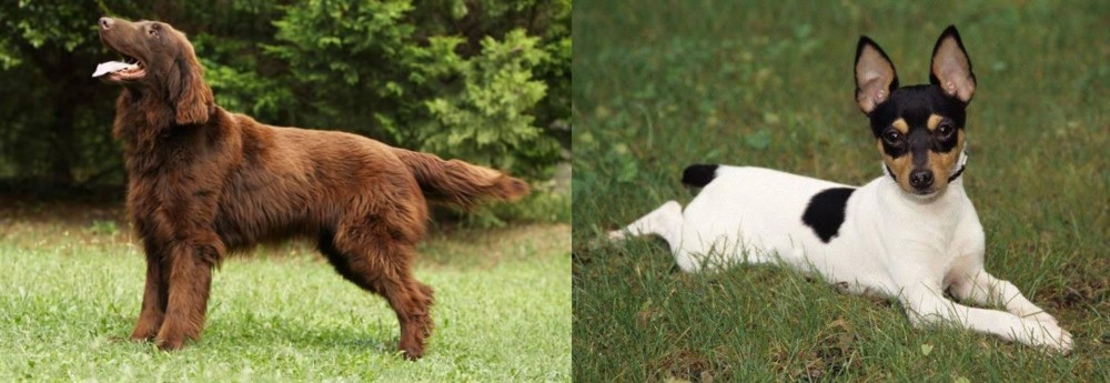 Toy Fox Terrier vs Flat-Coated Retriever - Breed Comparison