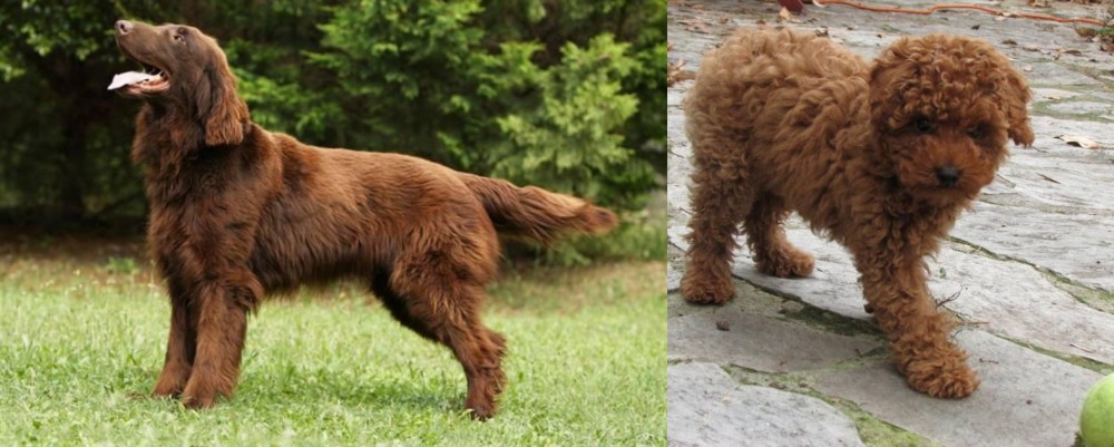 Toy Poodle vs Flat-Coated Retriever - Breed Comparison