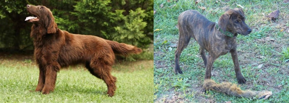 Treeing Cur vs Flat-Coated Retriever - Breed Comparison