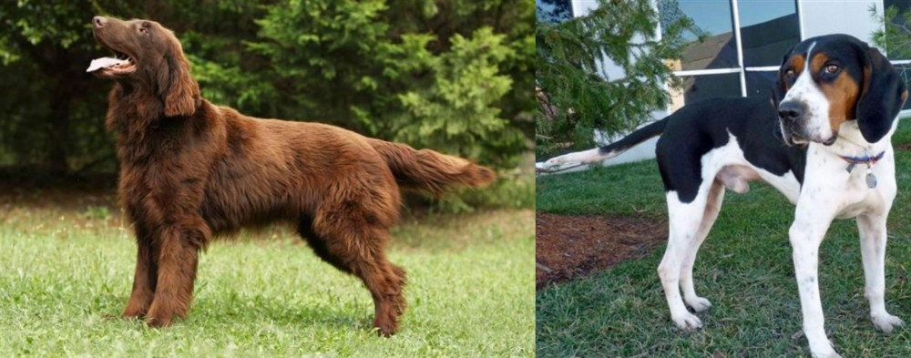 Treeing Walker Coonhound vs Flat-Coated Retriever - Breed Comparison