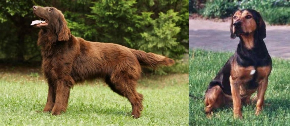 Tyrolean Hound vs Flat-Coated Retriever - Breed Comparison
