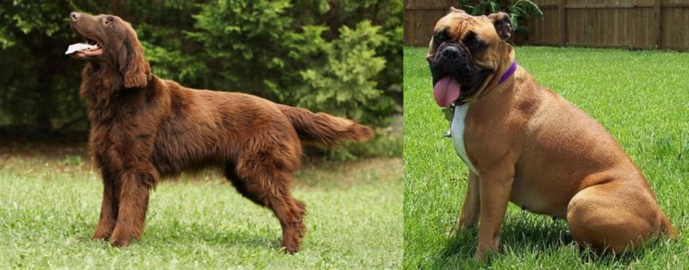 Valley Bulldog vs Flat-Coated Retriever - Breed Comparison
