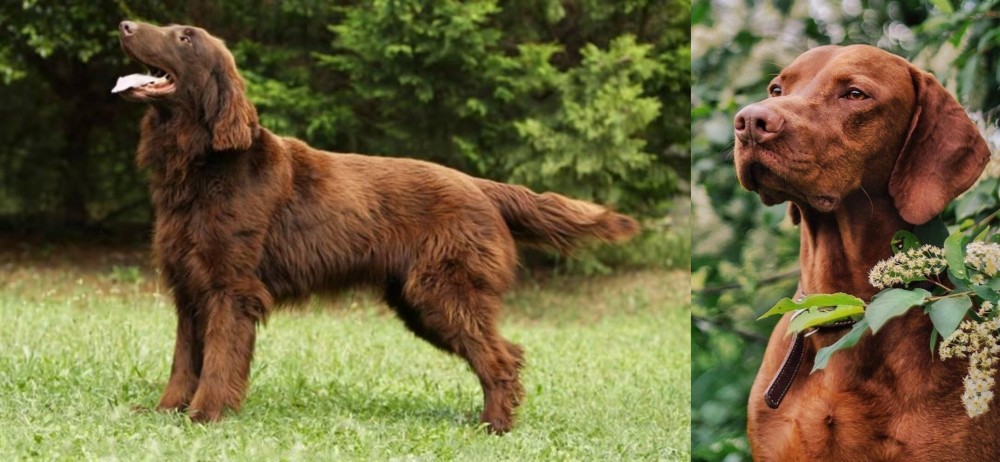 Vizsla vs Flat-Coated Retriever - Breed Comparison