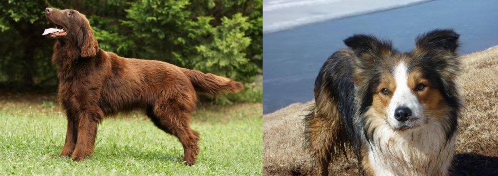 Welsh Sheepdog vs Flat-Coated Retriever - Breed Comparison
