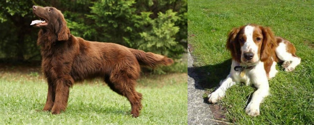 Welsh Springer Spaniel vs Flat-Coated Retriever - Breed Comparison