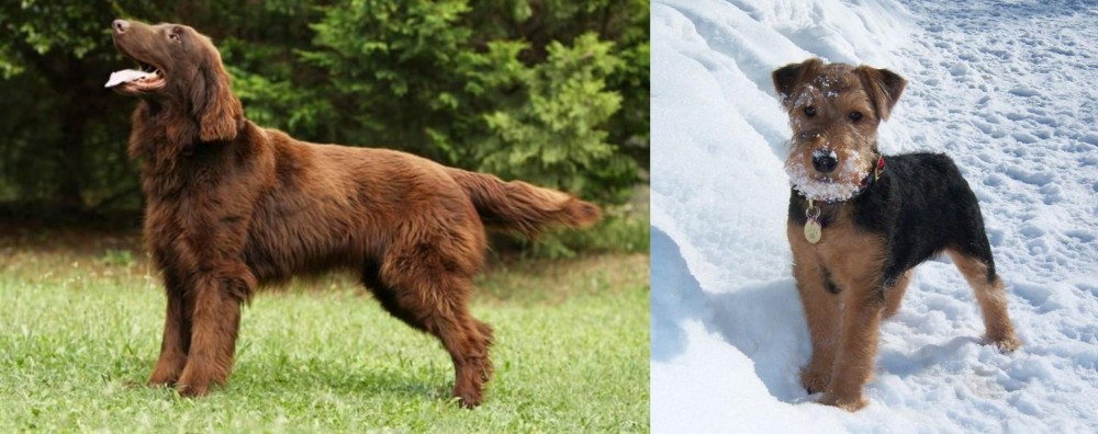 Welsh Terrier vs Flat-Coated Retriever - Breed Comparison