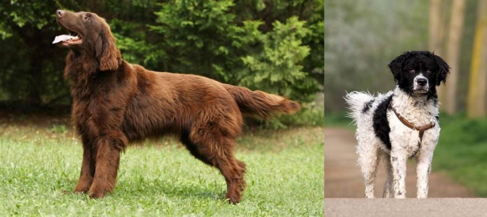 Wetterhoun vs Flat-Coated Retriever - Breed Comparison