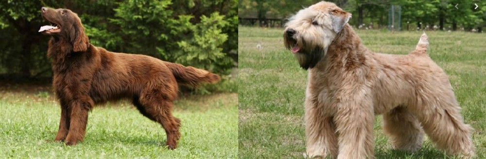 Wheaten Terrier vs Flat-Coated Retriever - Breed Comparison