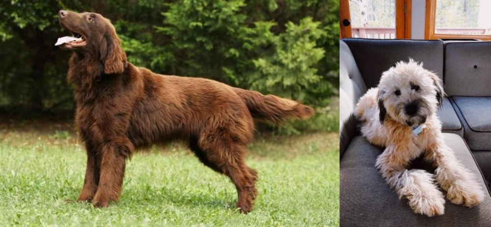 Whoodles vs Flat-Coated Retriever - Breed Comparison