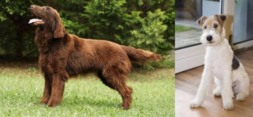 Wire Fox Terrier vs Flat-Coated Retriever - Breed Comparison