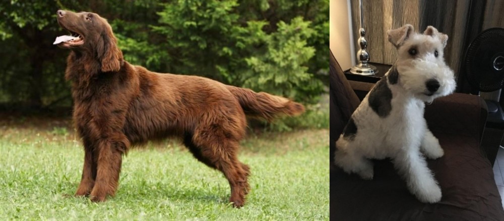 Wire Haired Fox Terrier vs Flat-Coated Retriever - Breed Comparison