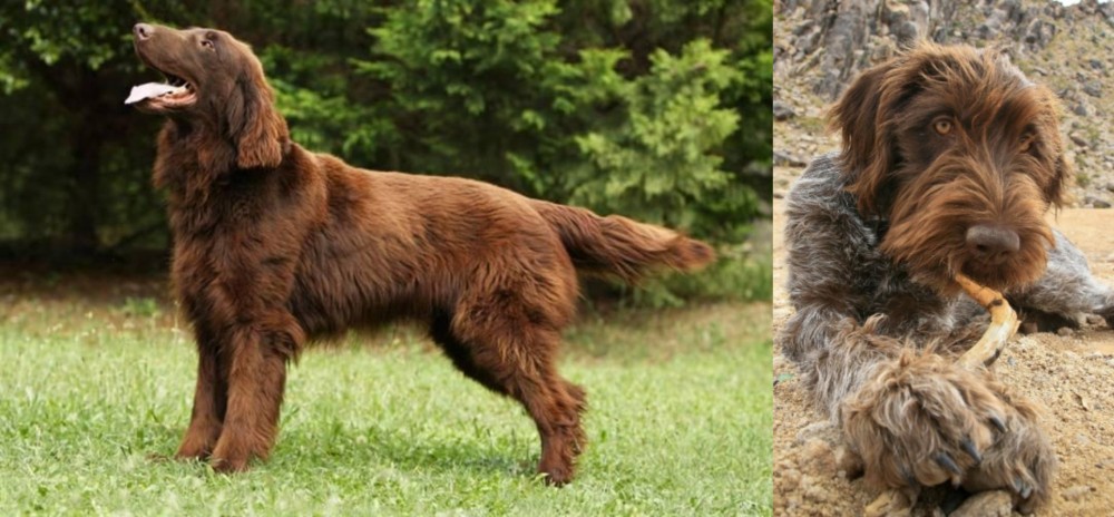 Wirehaired Pointing Griffon vs Flat-Coated Retriever - Breed Comparison