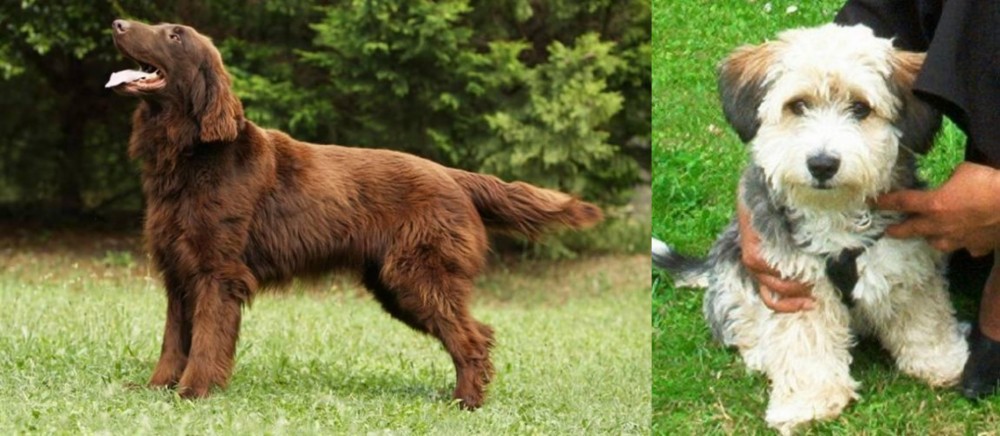 Yo-Chon vs Flat-Coated Retriever - Breed Comparison