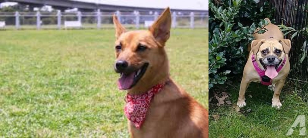 Beabull vs Formosan Mountain Dog - Breed Comparison