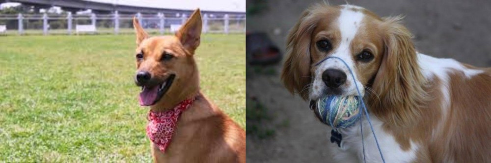 Cockalier vs Formosan Mountain Dog - Breed Comparison