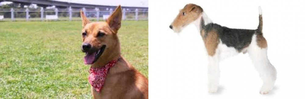 Fox Terrier vs Formosan Mountain Dog - Breed Comparison