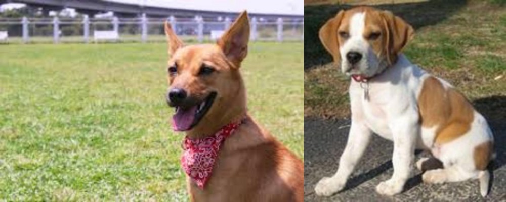 Francais Blanc et Orange vs Formosan Mountain Dog - Breed Comparison