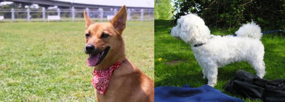 Franzuskaya Bolonka vs Formosan Mountain Dog - Breed Comparison