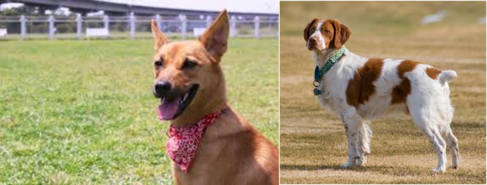 French Brittany vs Formosan Mountain Dog - Breed Comparison